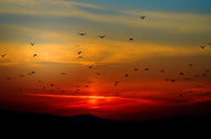 Weekend Bird Watching in Sanlúcar